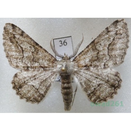 Synopsia sociaria (Hübner, 1799) male Czech36